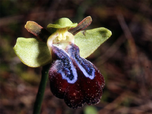 Les Orchidées de Grèce - Le Péloponnèse - Page 8 : Ophrys iricolor. Photo 7