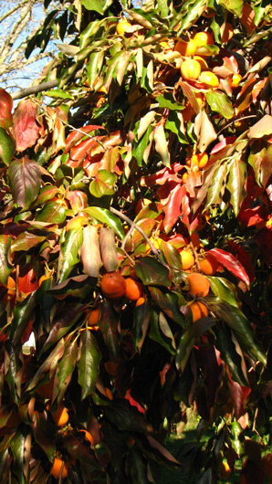 BAIES et autres fruits d'automne. - Le Kaki, fruit du Plaqueminier (2) Photo. Jean-Pierre Ring SFO-PCV.
