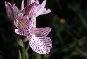 Les Orchidées de Grèce - Le Péloponnèse - Page 11 Orchis papilionacea var. messenica Photo. 5