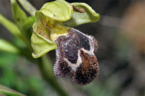 ESPAGNE (2) - Orchidées de la Province de Catalugnya Ophrys dyris SFO PCV