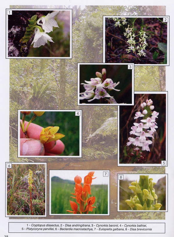 MADAGASCAR - Ses Orchidées - Voyage 2010 de prospection de l'Orchidoflore malgache. Page 2b