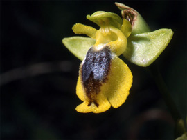 Les Orchidées de Grèce - Le Péloponnèse. Ophrys phryganae photo 5 SFO-PCV