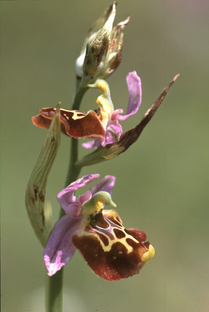 Ophrys lyciensis. Les Orchidées du sud-est de la Turquie. Orchidées hors région Poitou-Charentes Vendée. SFO PCV. Photo Bernard Billaud.