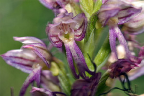 ESPAGNE (2) - Orchidées d'Espagne - Quelques hybrides et lusus. Orchis antropophorum X Orchis italica (Portugal) SFO Poitou-Charentes et Vendée.