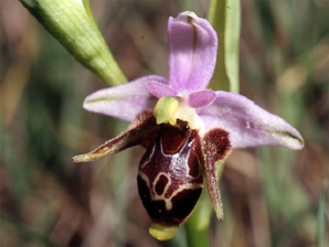 Les Orchidées de Grèce - Le Péloponnèse - Page 23 : Ophrys crassicornis. Photo 5 SFO-Poitou-Charentes Vendée.