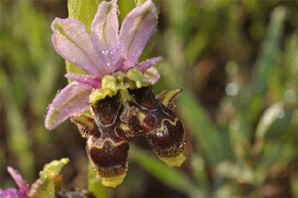  ESPAGNE (2) - Orchidées d'Espagne - Quelques hybrides et lusus. Lusus : Ophrys picta bi-labelle. SFO Poitou-Charentes et Vendée.
