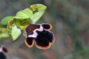 ESPAGNE (2) - Orchidées de la Province d' Andalucia - Ophrys algarvensis. SFO Poitou-Charentes et Vendée.