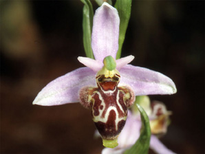 Les Orchidées de Grèce - Le Péloponnèse - Page 17 Ophrys ceto. Photo 4