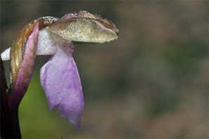 ESPAGNE (2) - Orchidées de la Province d' Andalucia - Orchis cazorlensis. SFO Poitou-Charentes et Vendée.