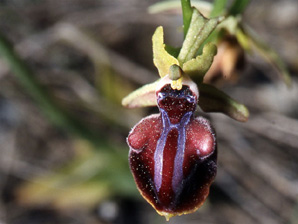 Les Orchidées de Grèce - Le Péloponnèse - Page 2 : Ophrys mammosa. SFO-PCV Photo 4.
