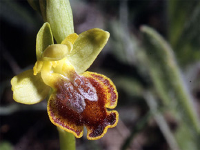 Les Orchidées de Grèce - Le Péloponnèse - Page 21 Ophrys melenae. photo 5