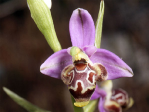 Les Orchidées de Grèce - Le Péloponnèse - Page 17 Ophrys ceto. Photo 6