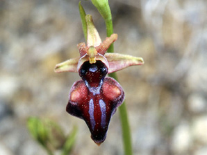 Les Orchidées de Grèce - Le Péloponnèse - Page 2 : Ophrys mammosa. SFO-PCV Photo 7.