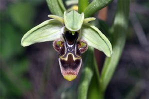 ESPAGNE (2) - Orchidées de la Province d' Andalucia. Ophrys picta. SFO PCV.