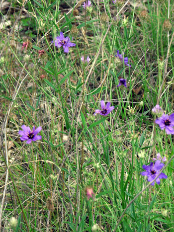 La Catananche bleue ou Cupidone Photos nature Botanique plantes à fleurs SFO PCV Société Française d'Orchidophilie de Poitou-Charentes et Vendée. 