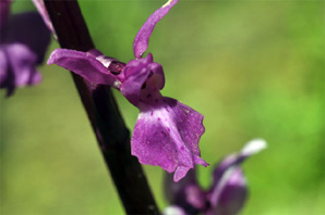 ESPAGNE (2) - Orchidées de la Province d' Andalucia - Orchis tenera. Société Française d'Orchidophilie de Poitou-Charentes et Vendée.