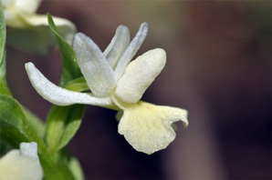 ESPAGNE (2) - Orchidées de la Province d' Andalucia - Dactylorhiza markusii. Société Française d'Orchidophilie de Poitou-Charentes et Vendée.