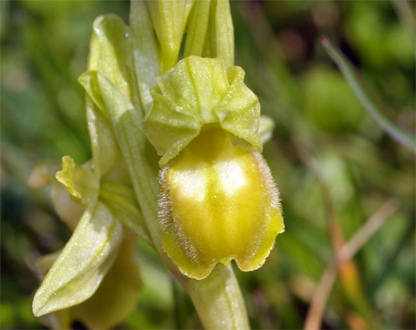 Forme hypochrome de l'Ophrys petite araignée