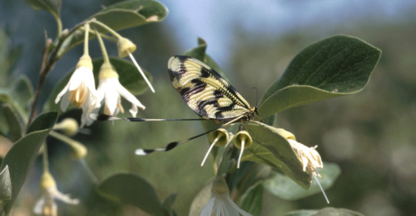 Papillon de Turquie. Orchidées de Turquie. SFO PCV. Photo. Bernard Billaud.