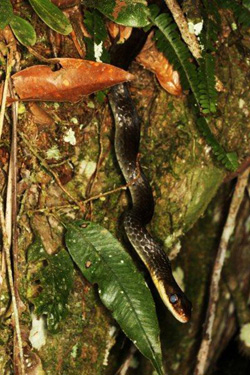Serpent Entre Cordillère et Amazonie - L'Equateur - Par Jean-Claude Jude et Liliane & Henri Biron. (7)