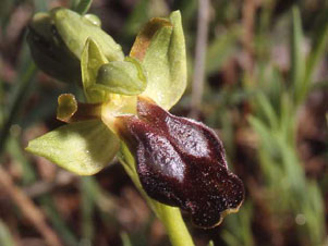 Orchidées d'Italie Région de la Basilicate Ophrys lucana photo 6 SFO PCV Sociéré Française d'Orchidophilie de Poitou-Charentes et Vendée