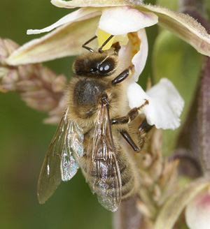 Une abeille Apis mellifera butine une orchidée : Epipactis palustris pollinisateurs sfopcv