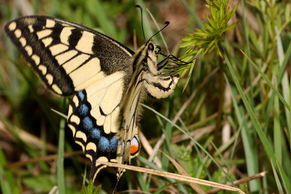 POLLINISATEURS D'ORCHIDEES - Le Machaon ( Papilio machaon sur Gymnadenia conopsea) Photo SFO PCV Yves Wilcox.