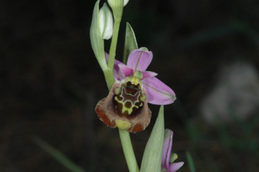 Les Orchidées de Grèce - île de Karpathos (3) (Ophrys episcopalis) Photo SFO PCV Jacques Potiron.