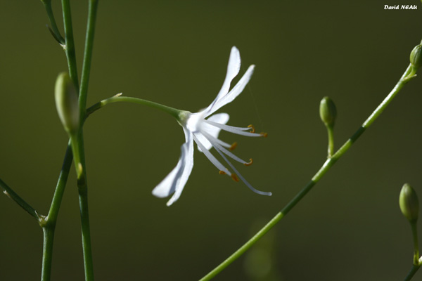 BOTANIQUE - Plantes à fleurs - La Phalangère rameuse - (Anthericum ramosum)