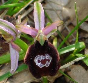 HORS REGION - ITALIE. Ophrys benacensis photo 6. Orchidées du Lac de Garde. SFO PCV Société Française d'Orchidophilie de Poitou-Charentes et Vendée.