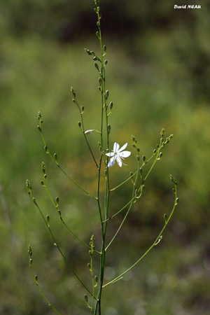 BOTANIQUE - Plantes à fleurs - La Phalangère rameuse - (Anthericum ramosum)