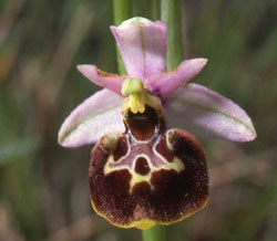 HORS REGION - ITALIE. Ophrys fuciflora linearis. Orchidées du Lac de Garde. SFO PCV Société Française d'Orchidophilie de Poitou-Charentes et Vendée