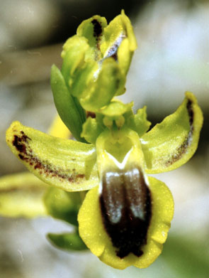 Ophrys lutea Lusus Société Française d'Orchidophilie de Poitou-Charentes et Vendée