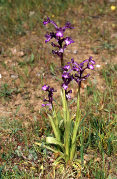 Les Orchidées de Grèce - Le Péloponnèse - Page 13 : Orchis boryi. Photo 1