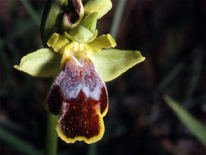 Les Orchidées de Grèce - Le Péloponnèse - Page 15 Ophrys leucadica. photo 3